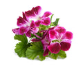 Geranium-oil.jpg