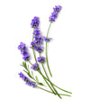 Nisi-Skin-Lavender-essential-oils-body-care-body-oil.jpg