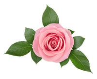 Nisi-skin-rose-otto-rejuvenating-vitality.jpg