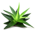 aloe-vera-stock.jpg