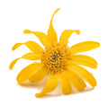 arnica-flower.jpg