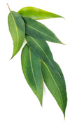 eucalyptus-oil.png